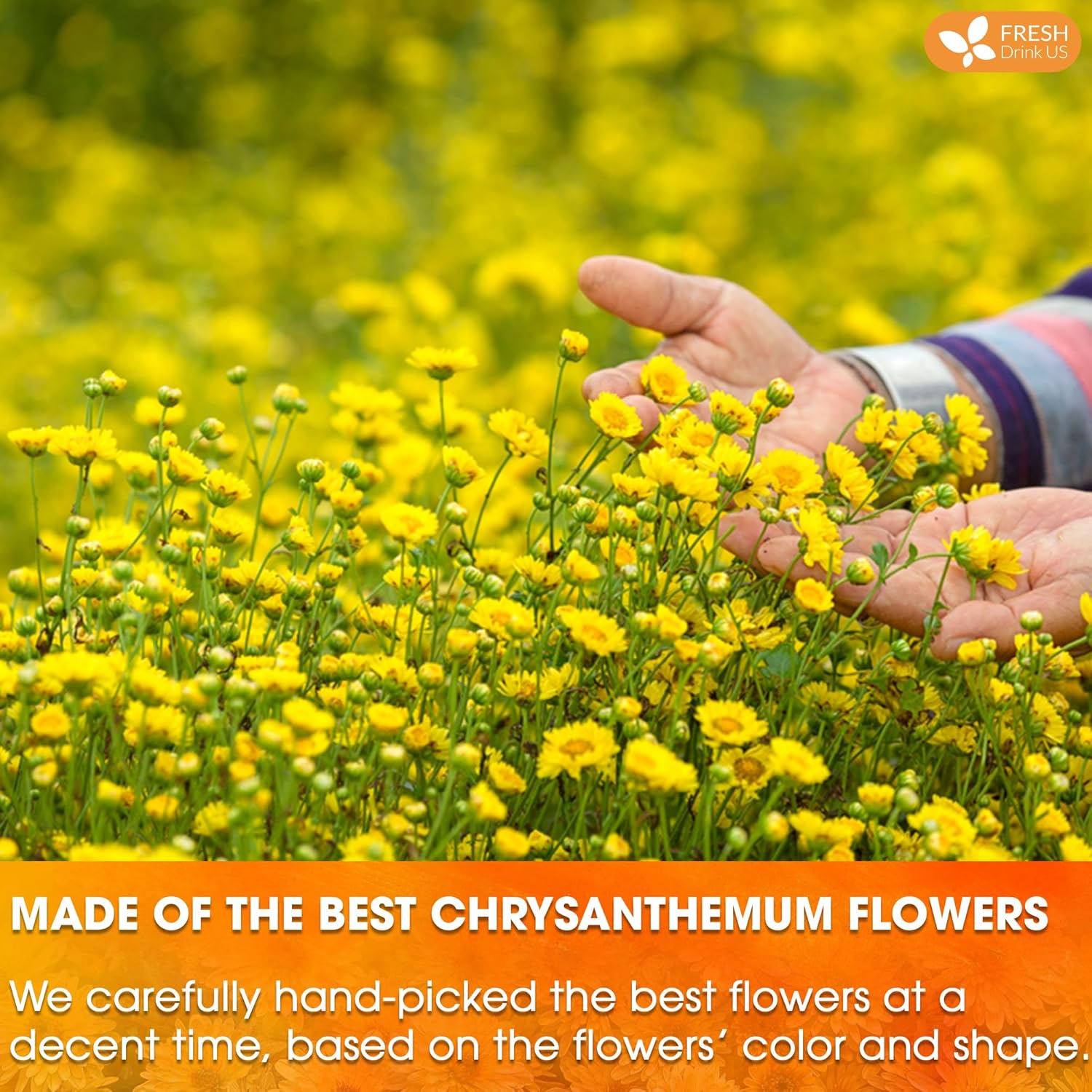 Premium Chrysanthemum Flower Tea Bags. Chrysanthemum Flower Herbal Tea. No Sugar, No Caffeine, No Gluten, Vegan.